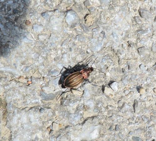 Carabus cancellatus